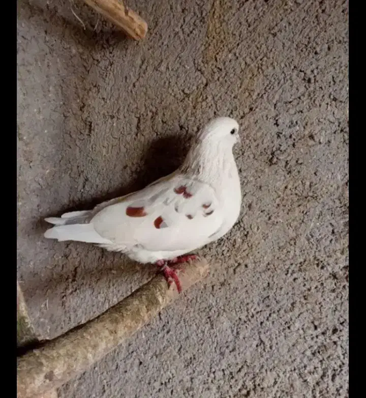 کبوتر|پرنده|رودسر, |دیوار