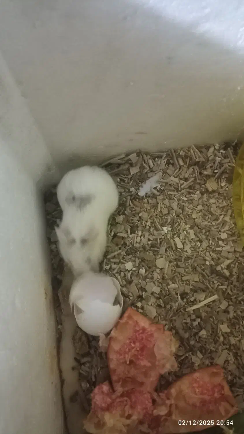 همستر خوب و جفت واقعی|موش و خرگوش|بیرجند, |دیوار