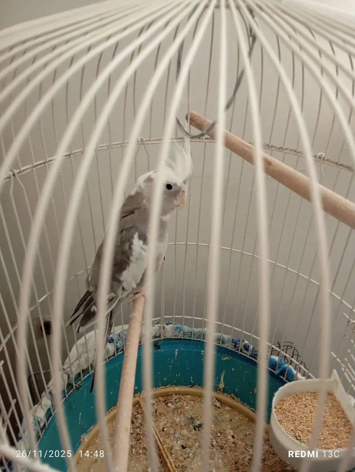 فروش عروس هلندی .|پرنده|کهک, |دیوار