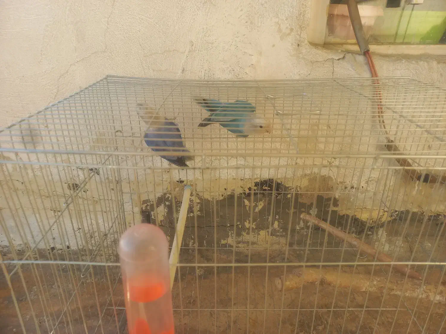 طوطی برزیلی|پرنده|مریوان, |دیوار