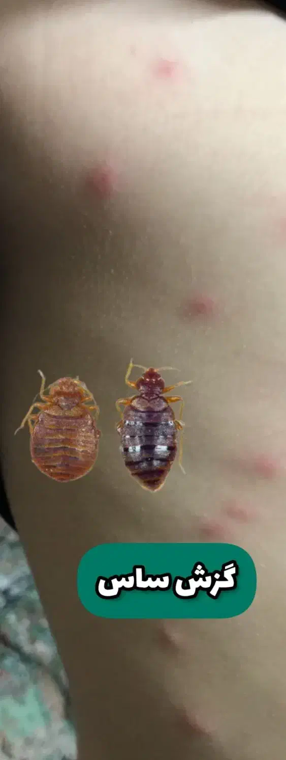 سمپاشی تضمینی منازل و محل کار|خدمات نظافت|نیشابور, شهرک فرهنگیان|دیوار