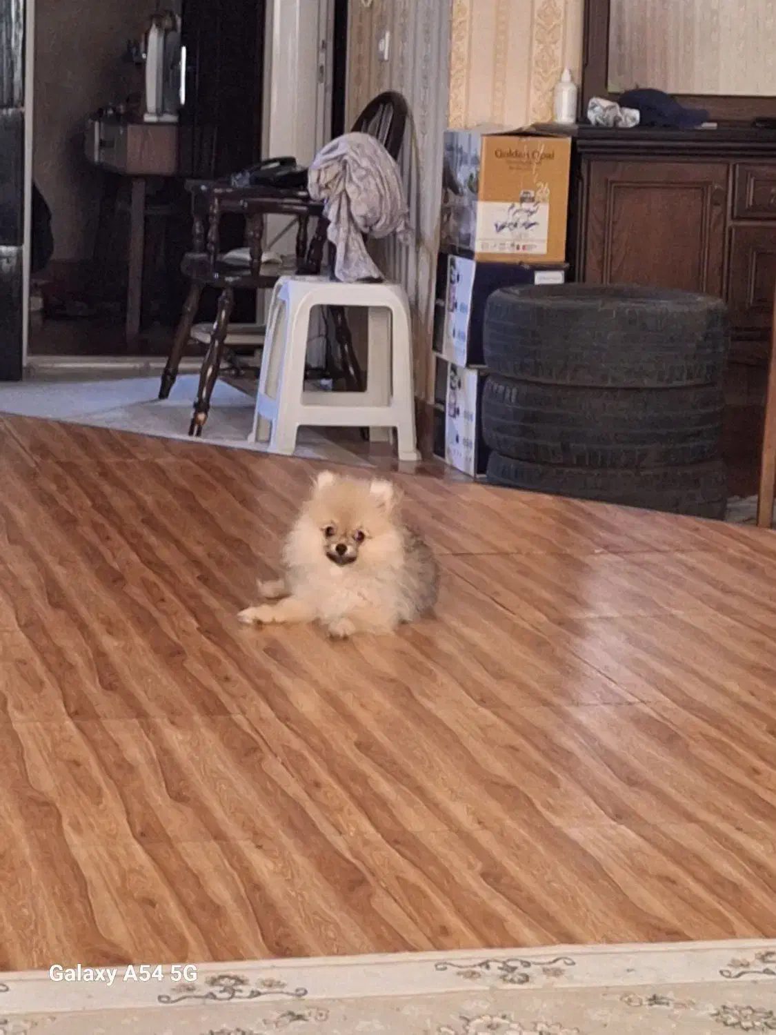 پامر خرسی ۶ ماهه|سگ|تهران, زعفرانیه|دیوار