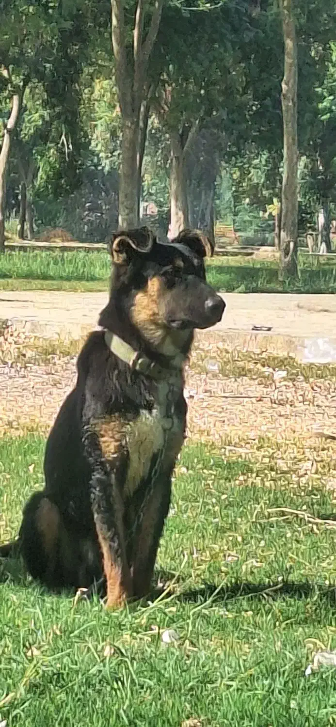 سگ ژرمن شیپر|سگ|اهواز, زرگان|دیوار