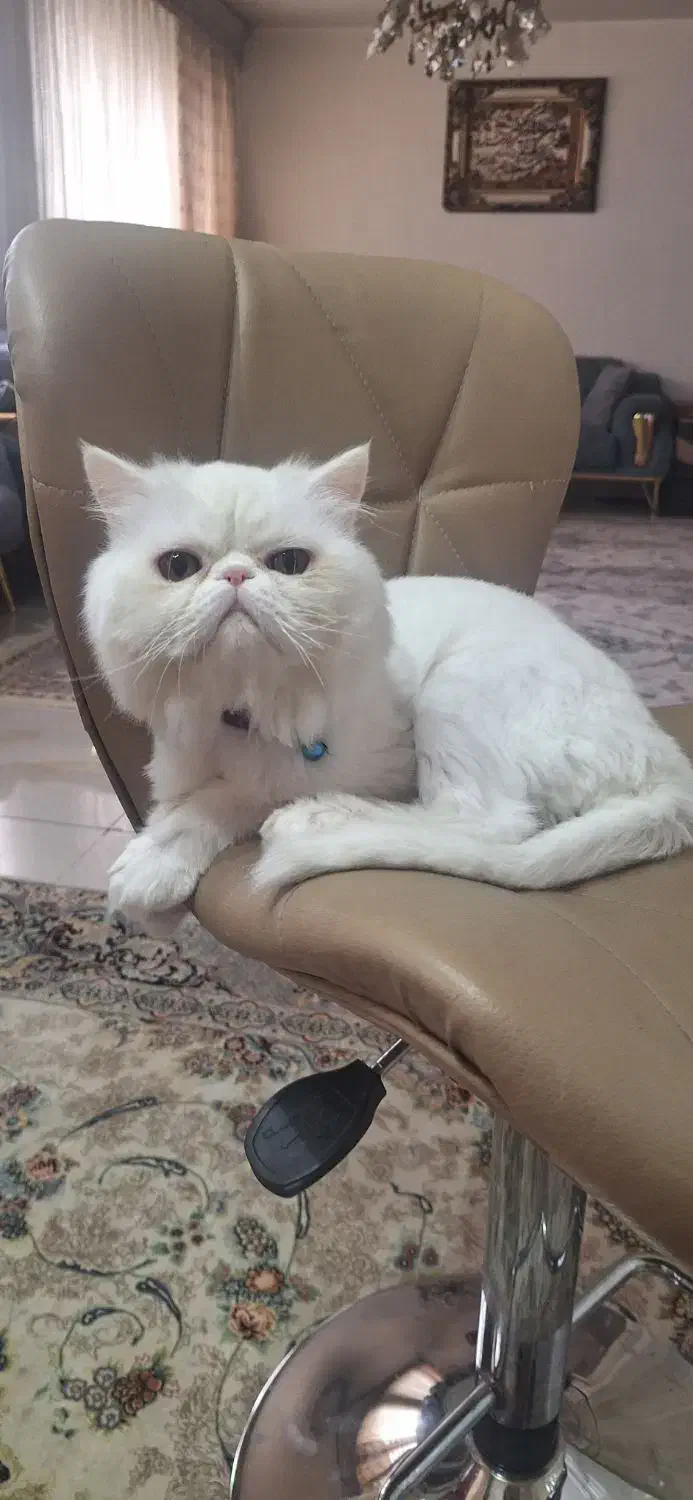 گربه پرشین سوپر فلت نر|گربه|تبریز, |دیوار