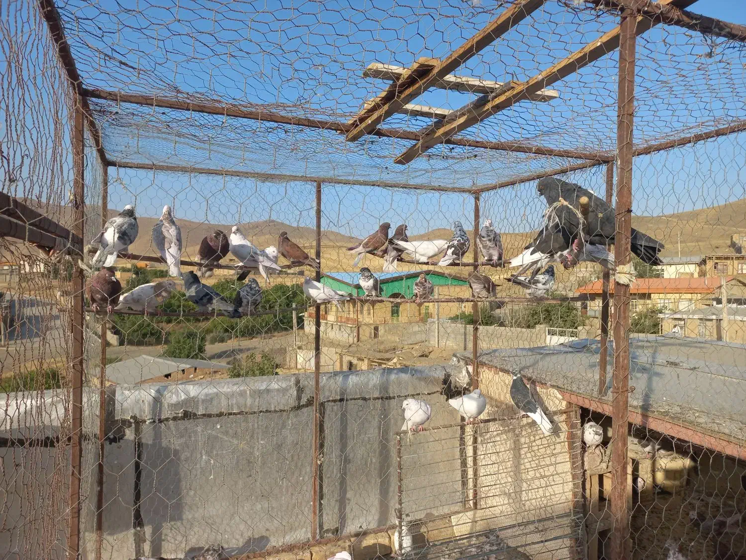 کبوتر فروشی|پرنده|خنداب, |دیوار