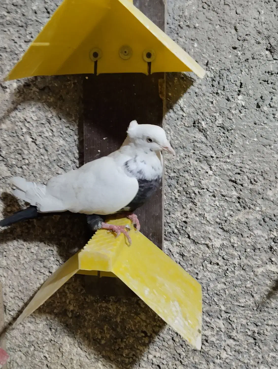 کبوتر سینه ای|پرنده|قم, کوه سفید|دیوار