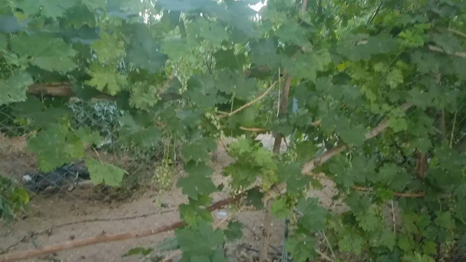 باغ گردو و میوه محصور|فروش زمین و ملک کلنگی|شهرکرد, |دیوار