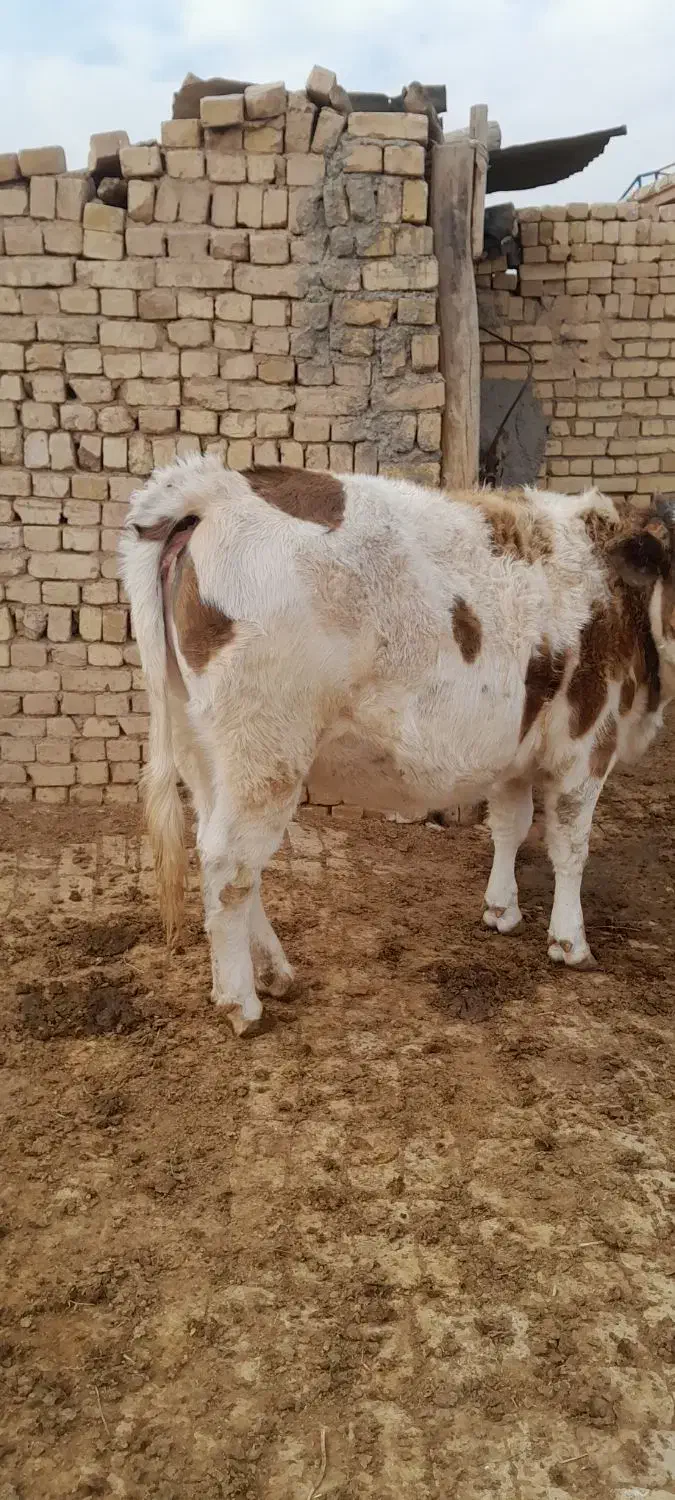 تلیسه سیمتال چاق|حیوانات مزرعه|تاکستان, |دیوار