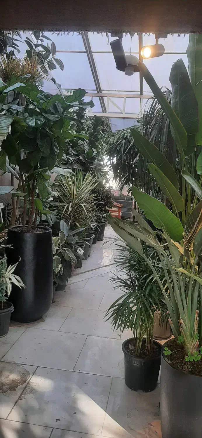 گل گیاه|گل و گیاه طبیعی|مشهد, شهرک صنعتی توس|دیوار