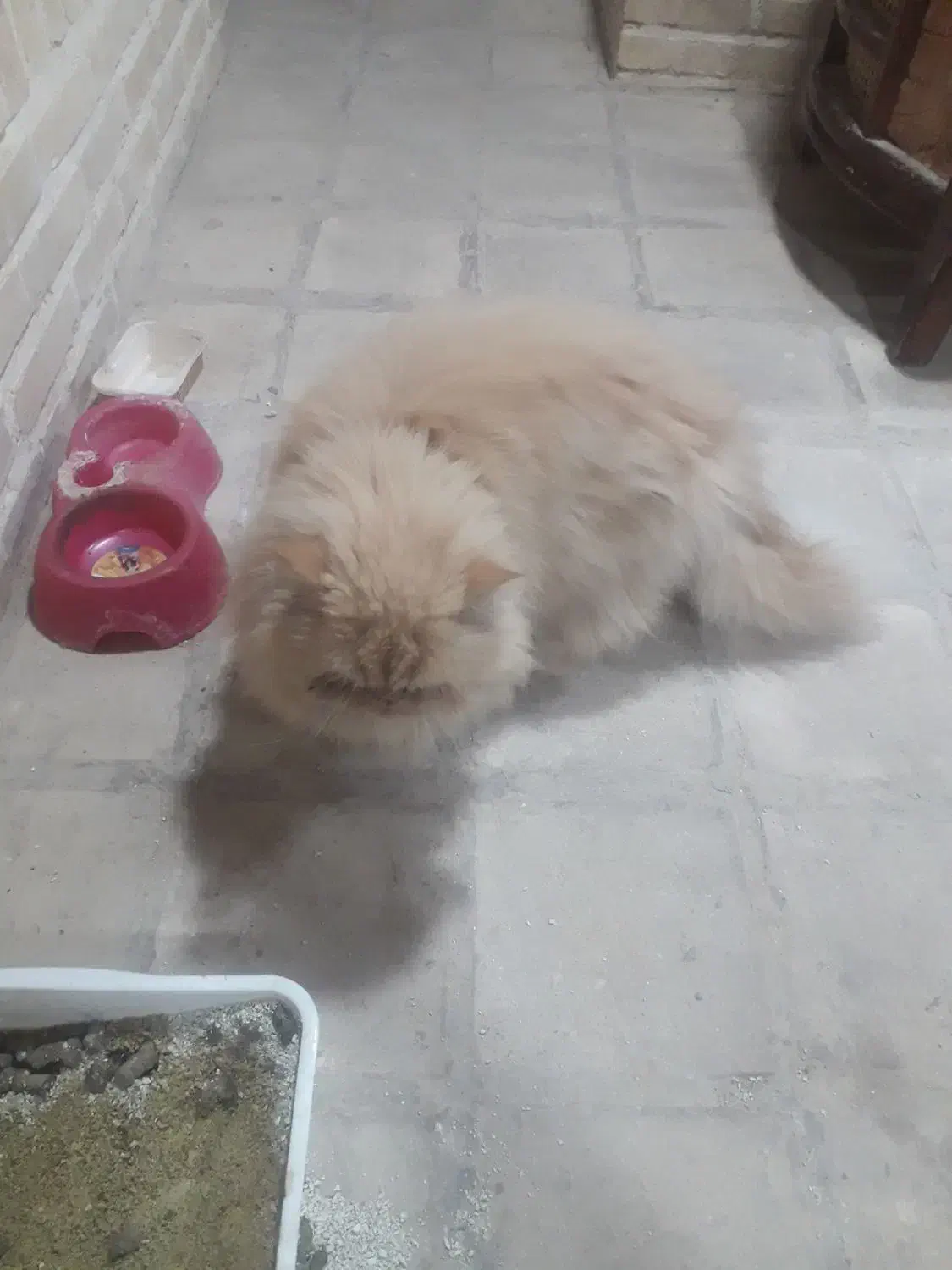 گربه پرشین|گربه|بیرجند, |دیوار