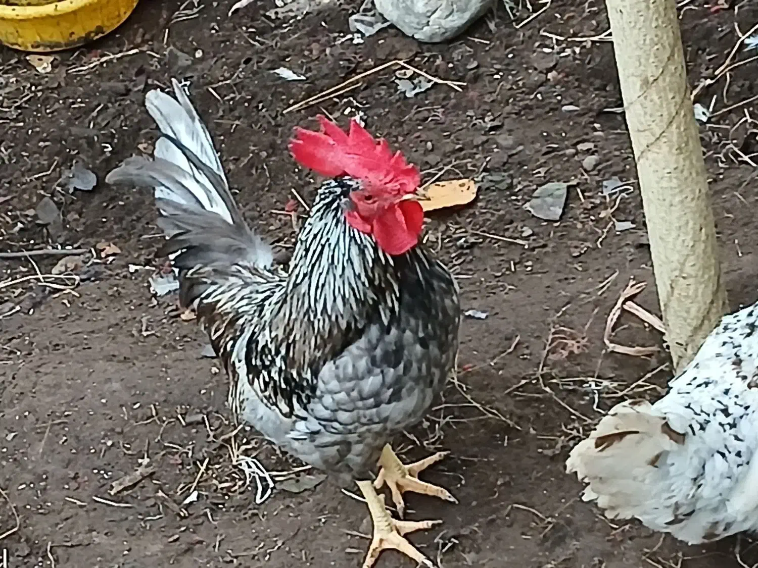 خروس و مرغ کرچ عالی گلین و مینیاتوری .|حیوانات مزرعه|لنگرود, |دیوار