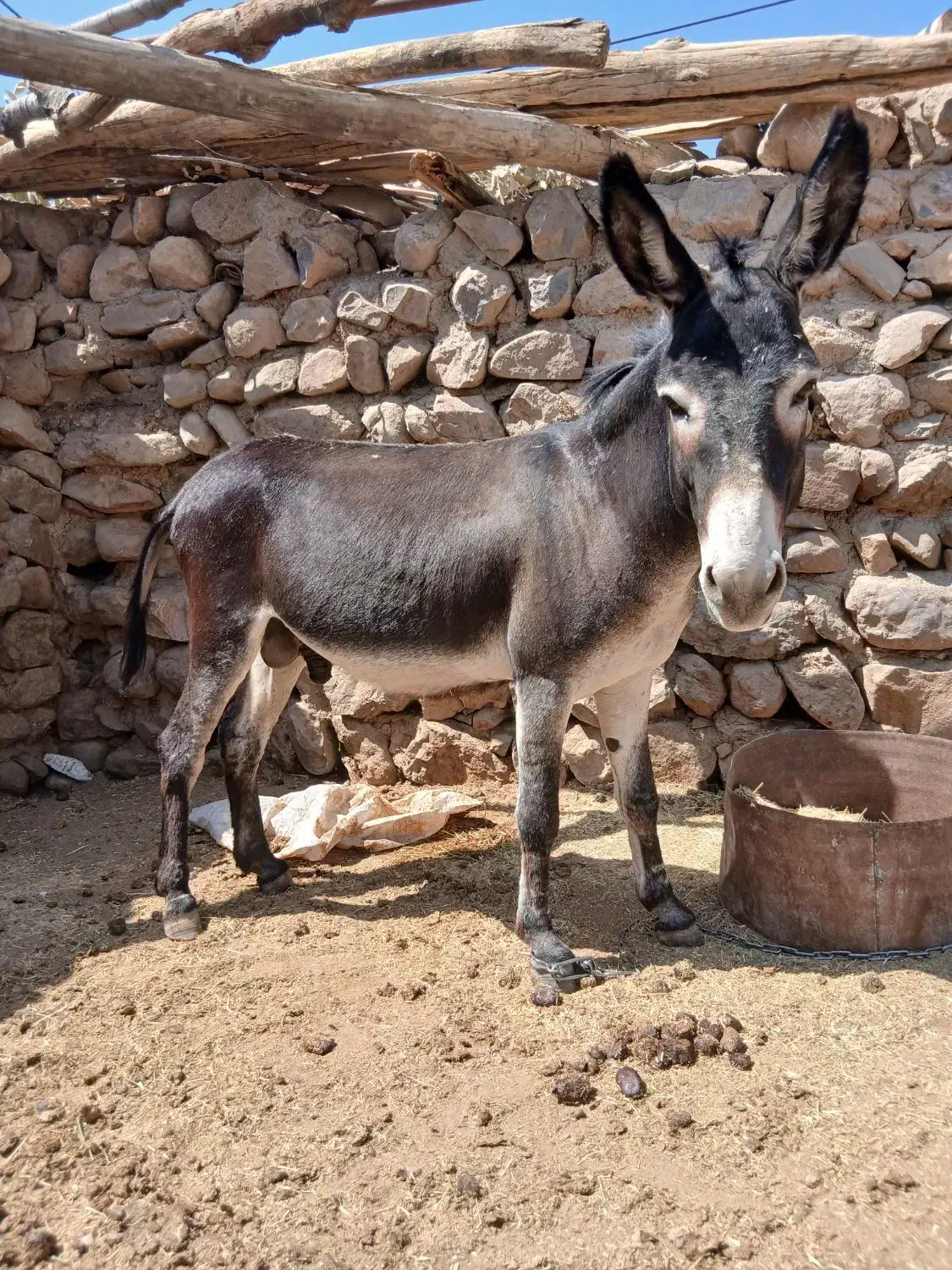 الاغ نر فروش فوری|حیوانات مزرعه|شاهیوند, |دیوار