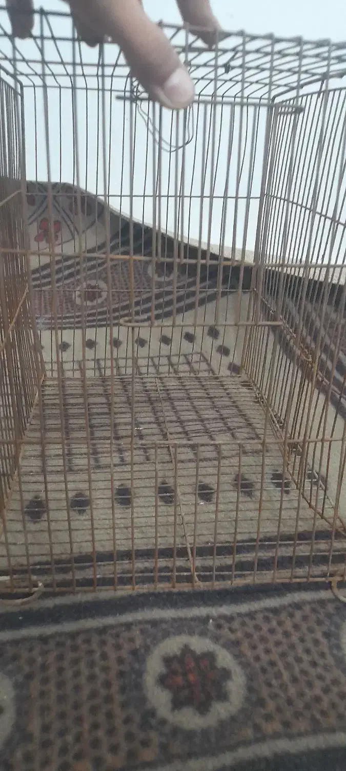 قفس|لوازم جانبی حیوانات|خوی, |دیوار