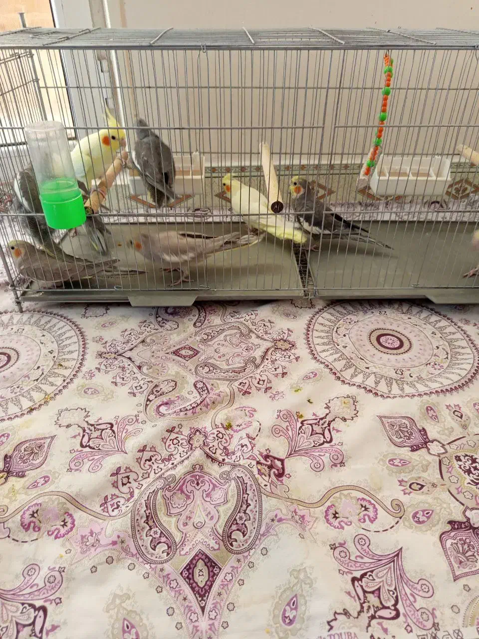 انواع نژاد های عروس هلندی نر و ماده|پرنده|میانه, |دیوار