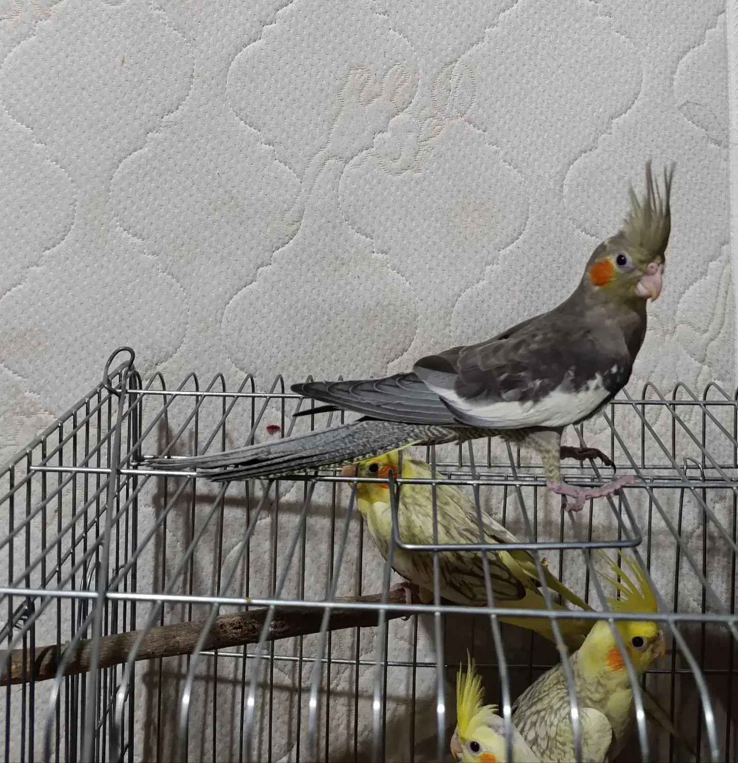 عروس هلندی|پرنده|آبیک, |دیوار