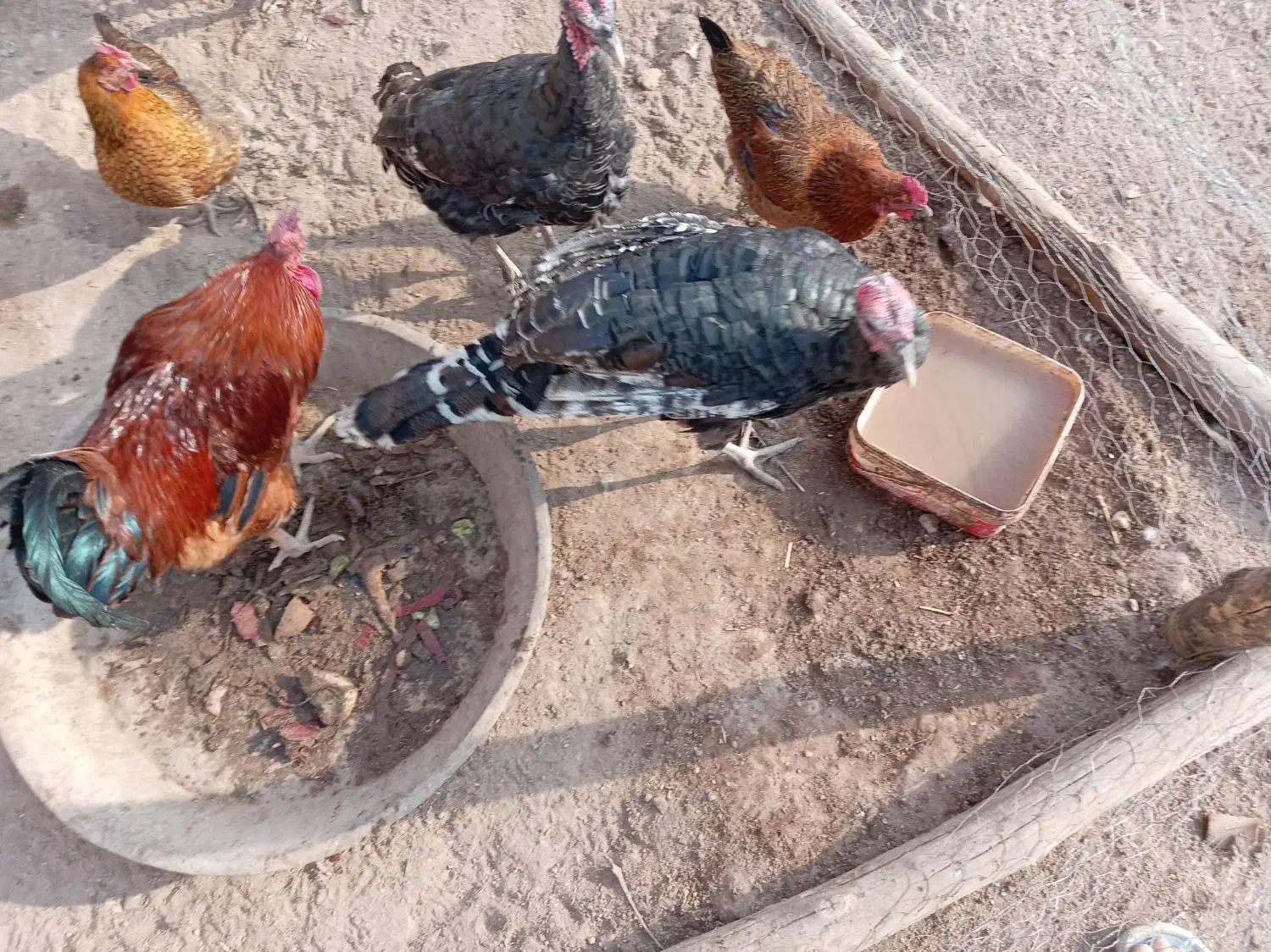 خروس 3تا بوقلمون2تا مرغ شاخدار2تامرغ مینیاتوری|پرنده|دشتابی, |دیوار