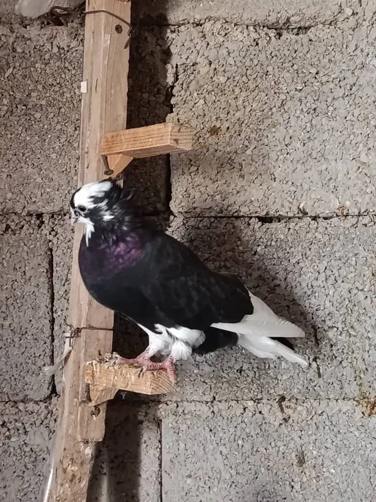 کبوتر آبادانی|پرنده|بندر گناوه, |دیوار