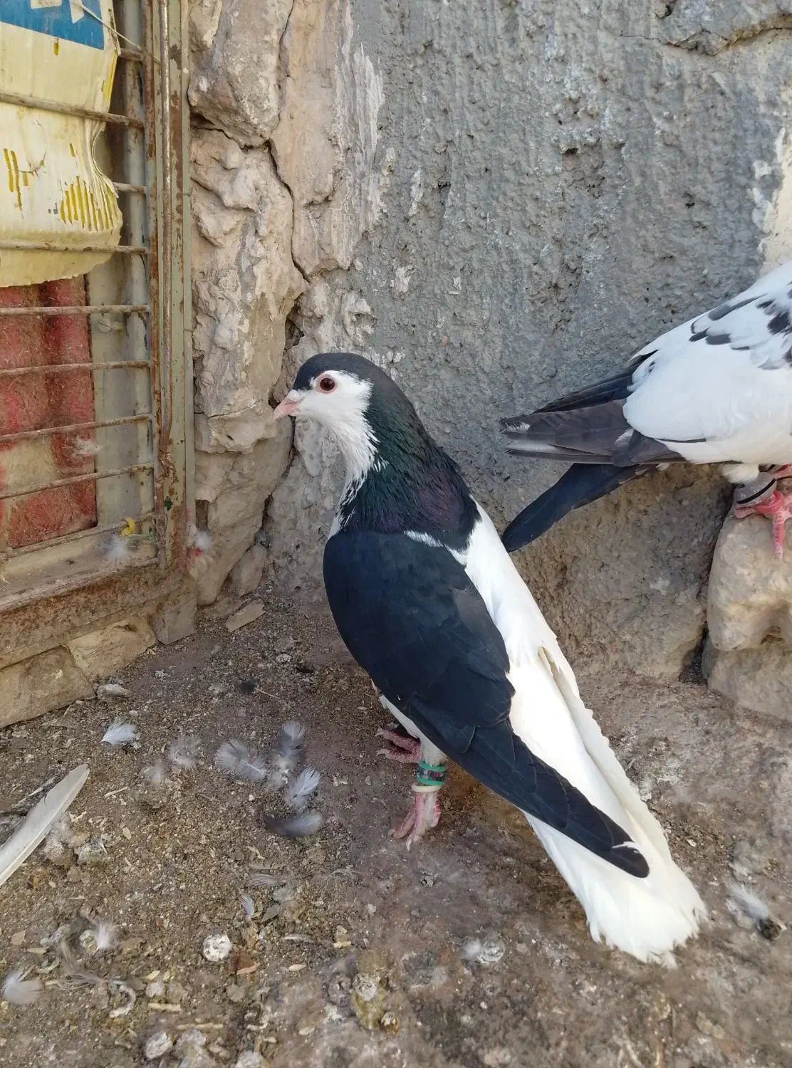 چپ سیاه نرشقه 750|پرنده|بجنورد, |دیوار