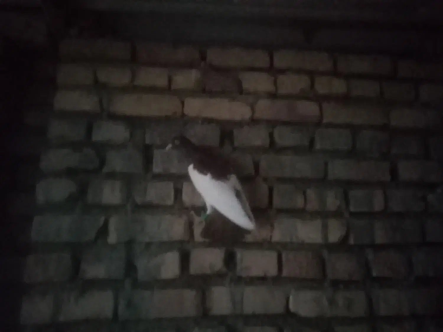 یهودی|پرنده|فرح دشت, |دیوار