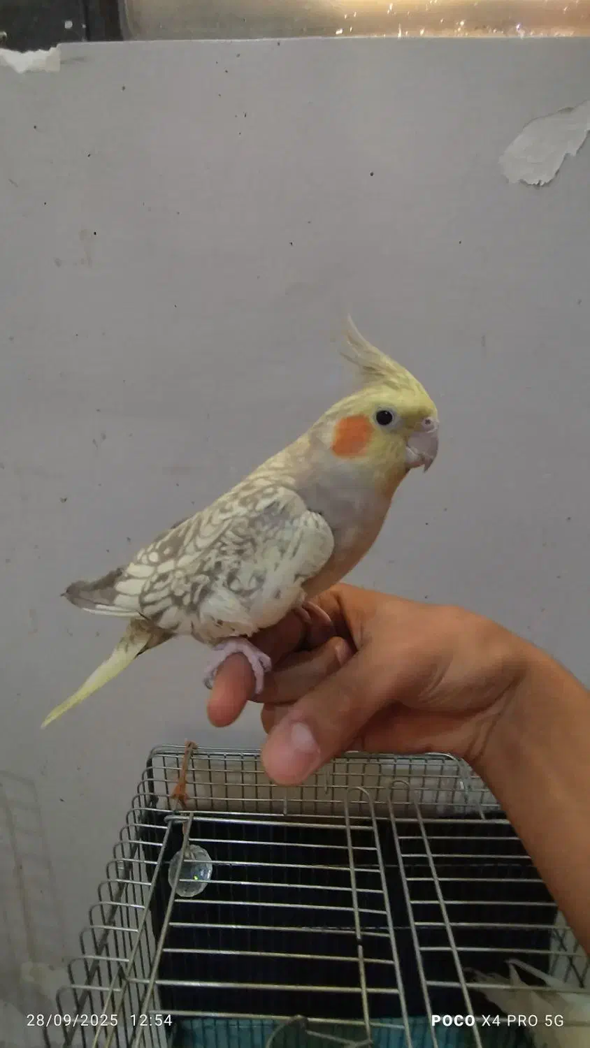 جفت عروس هلندی و جفت طوطی برزیلی|پرنده|قرچک, زیبا شهر|دیوار