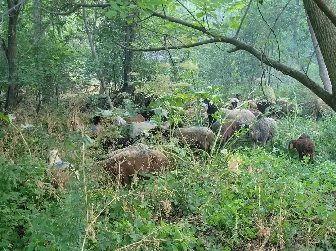 فروش بره طالقان|حیوانات مزرعه|کرج, فاز ۴ مهرشهر|دیوار