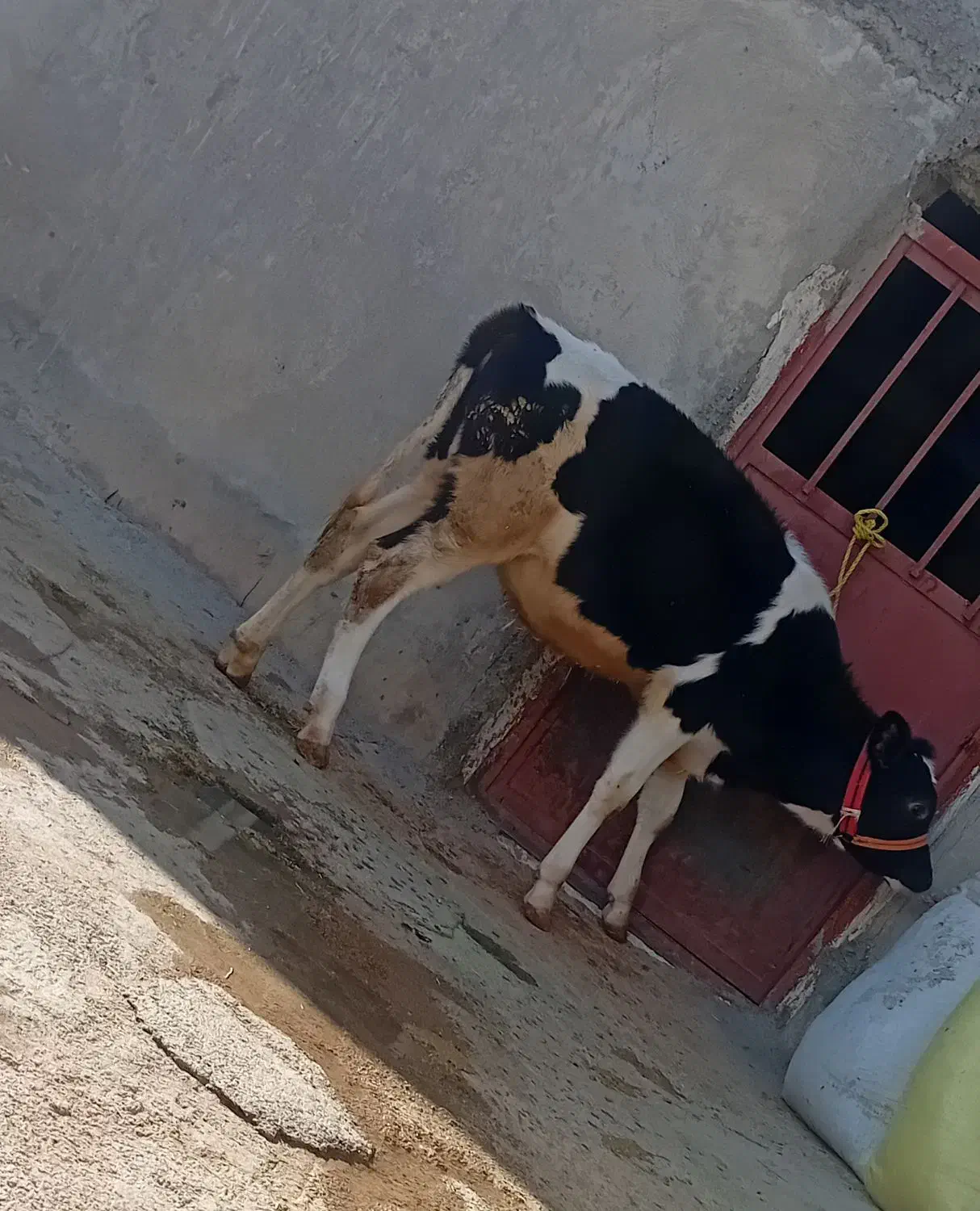 گوساله ماده سرحال ۶ماه|حیوانات مزرعه|دشت ذهاب, |دیوار