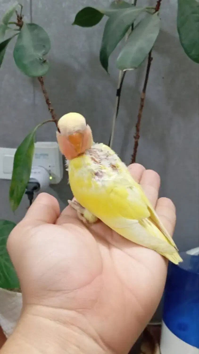 جوجه طوطی برزیلی|پرنده|تهران, کیانشهر|دیوار