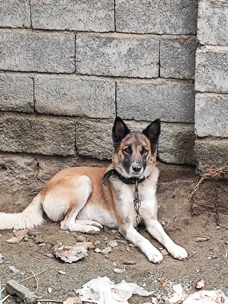 سگ ژرمن نگهبان|سگ|کهنوج, |دیوار