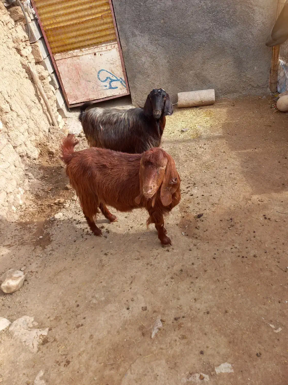 بز داشتی آبستن|حیوانات مزرعه|گهواره, |دیوار