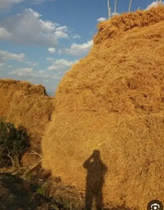 یونجه خشک 800باغ بزرگ درجه یک|خدمات باغبانی و درختکاری|سلماس, |دیوار