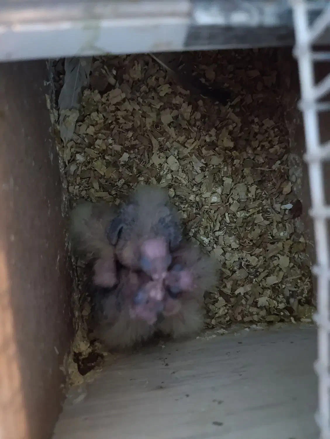 عروس هلندی مفت ببر|پرنده|مشهد, سجادیه|دیوار