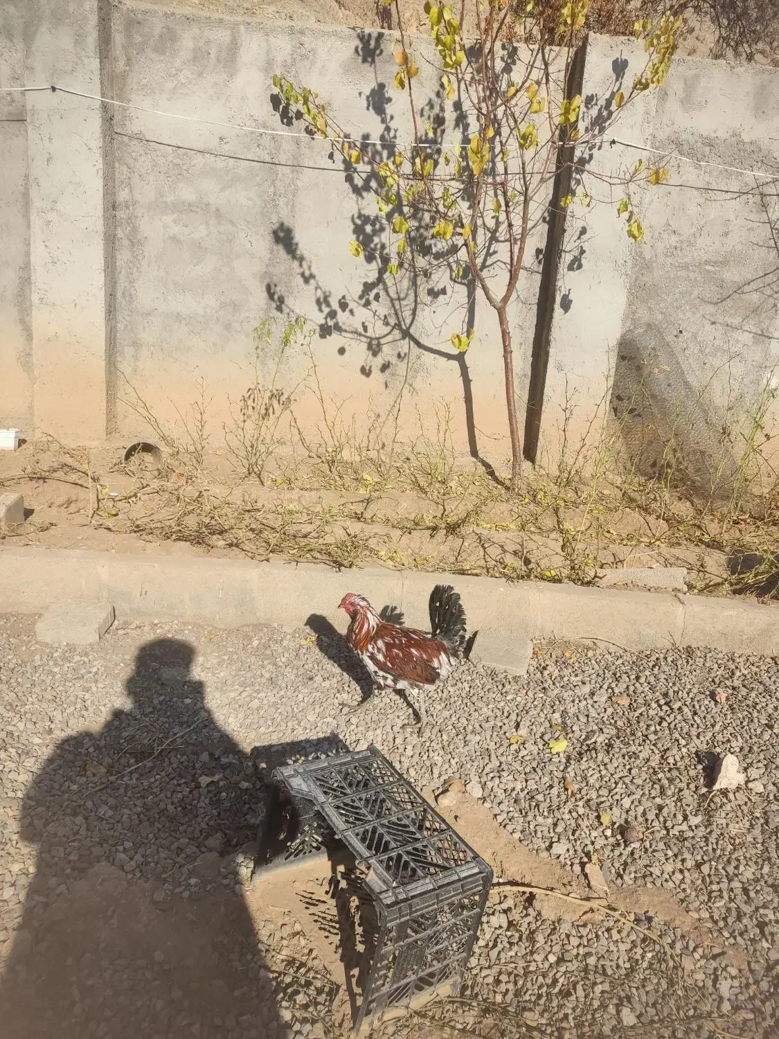 خروس گلین|حیوانات مزرعه|ماکو, |دیوار