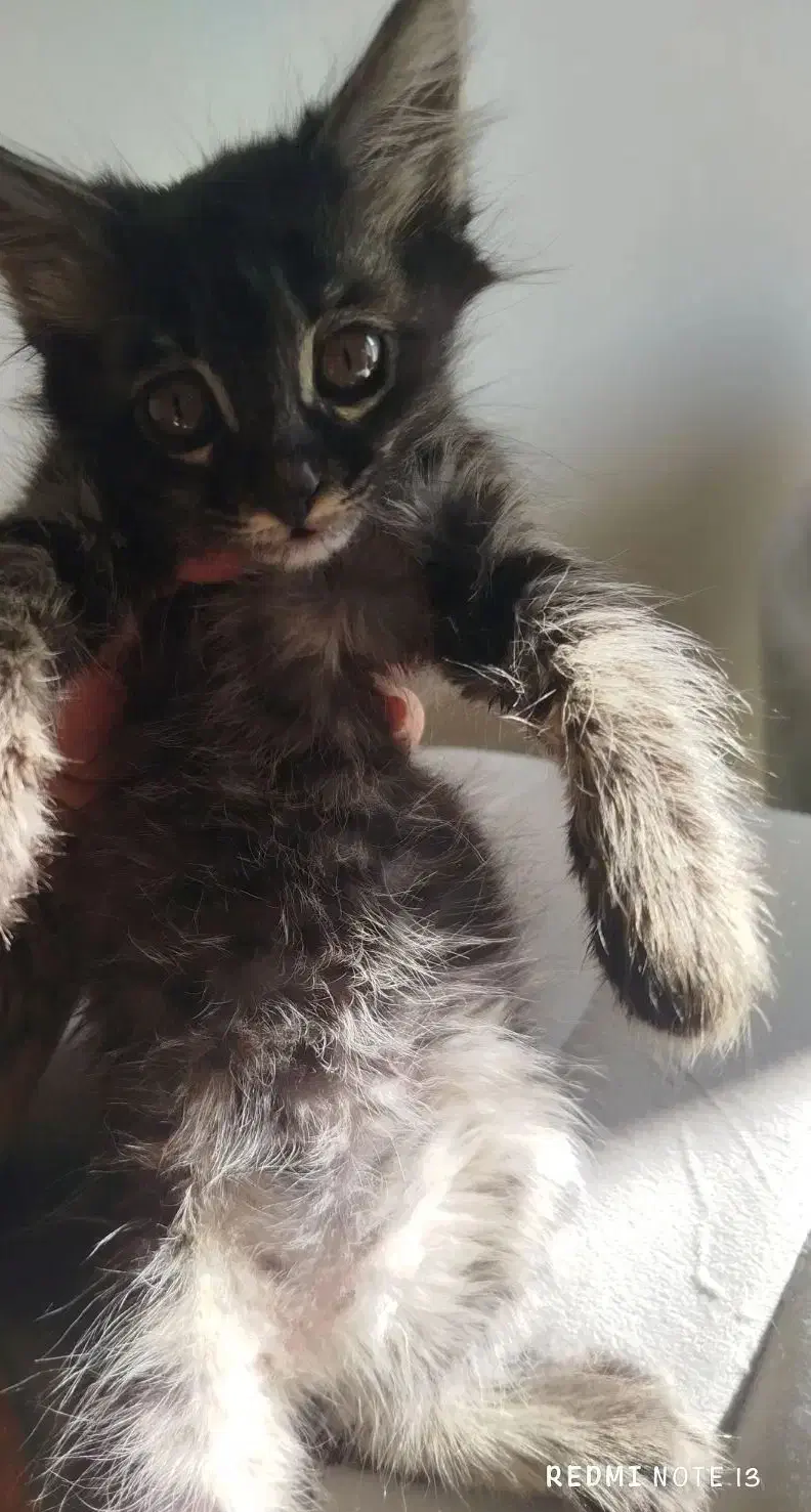 بچه بریتیش|گربه|ساری, |دیوار