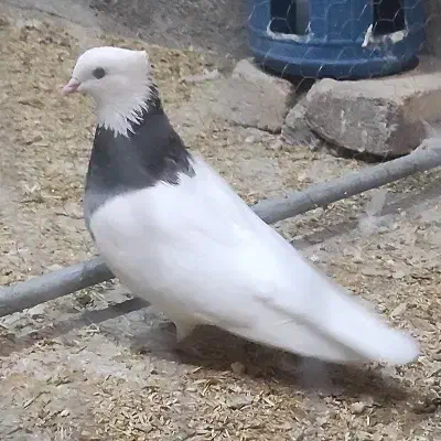 کبوتر طوقی|پرنده|گیلان غرب, |دیوار