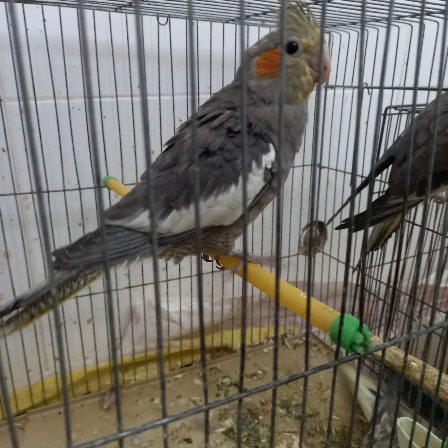 ۶ عدد طوطی عروس هلندی|پرنده|شوشتر, |دیوار