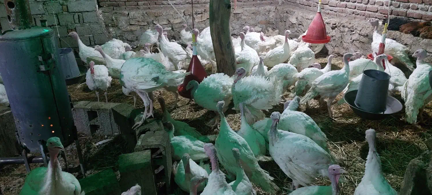 بوقلمون|حیوانات مزرعه|نقده, |دیوار