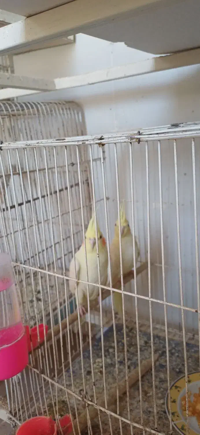 جونه عروس لوتینو سرلاکی|پرنده|خواف, |دیوار