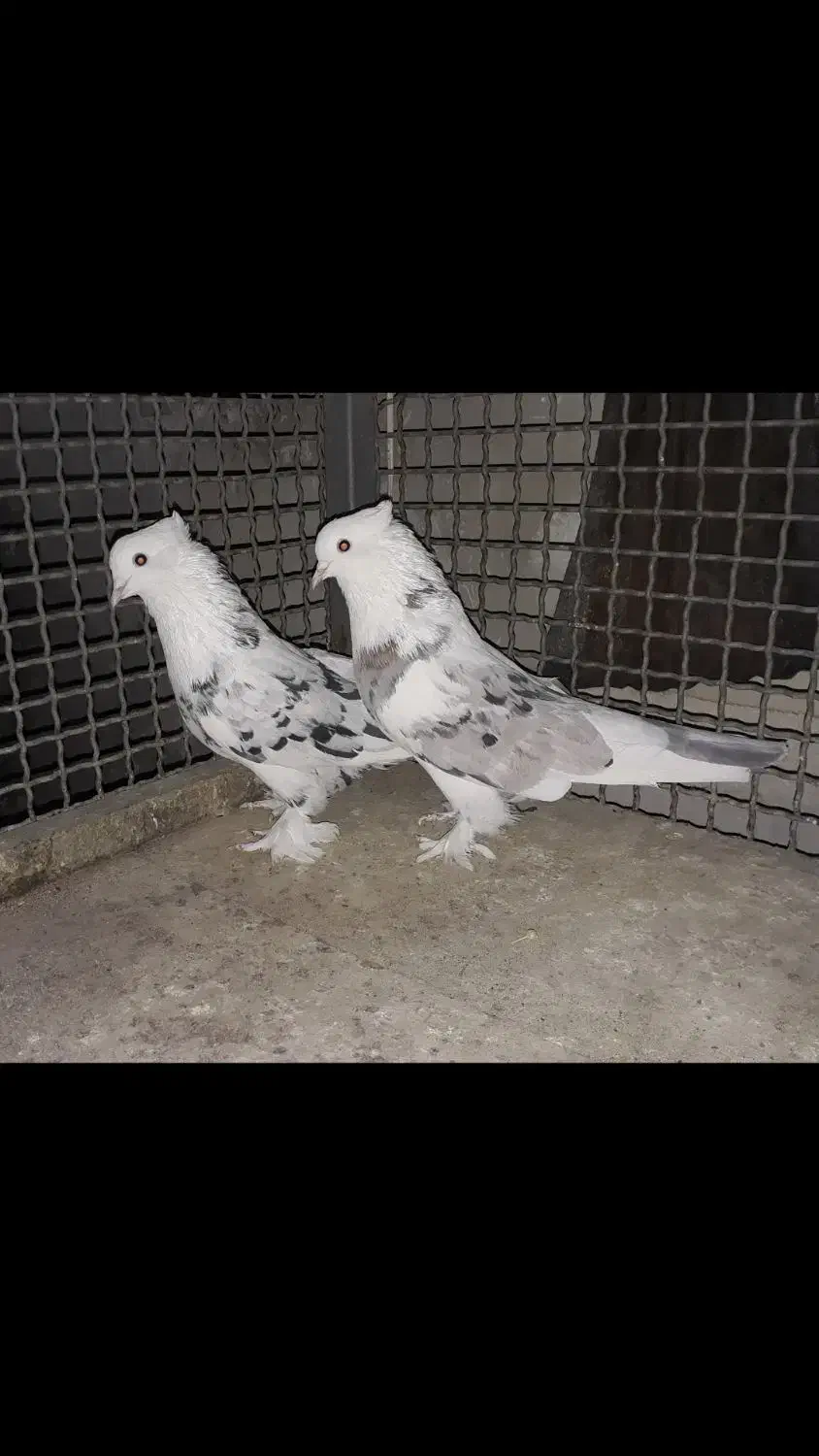 کبوتر شازده هما سرور کاکلی|پرنده|چهاردانگه (تهران), |دیوار