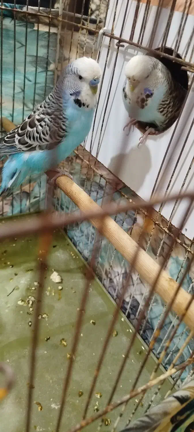 مرغشق‌هلندی‌وانگلیسی|پرنده|تبریز, |دیوار