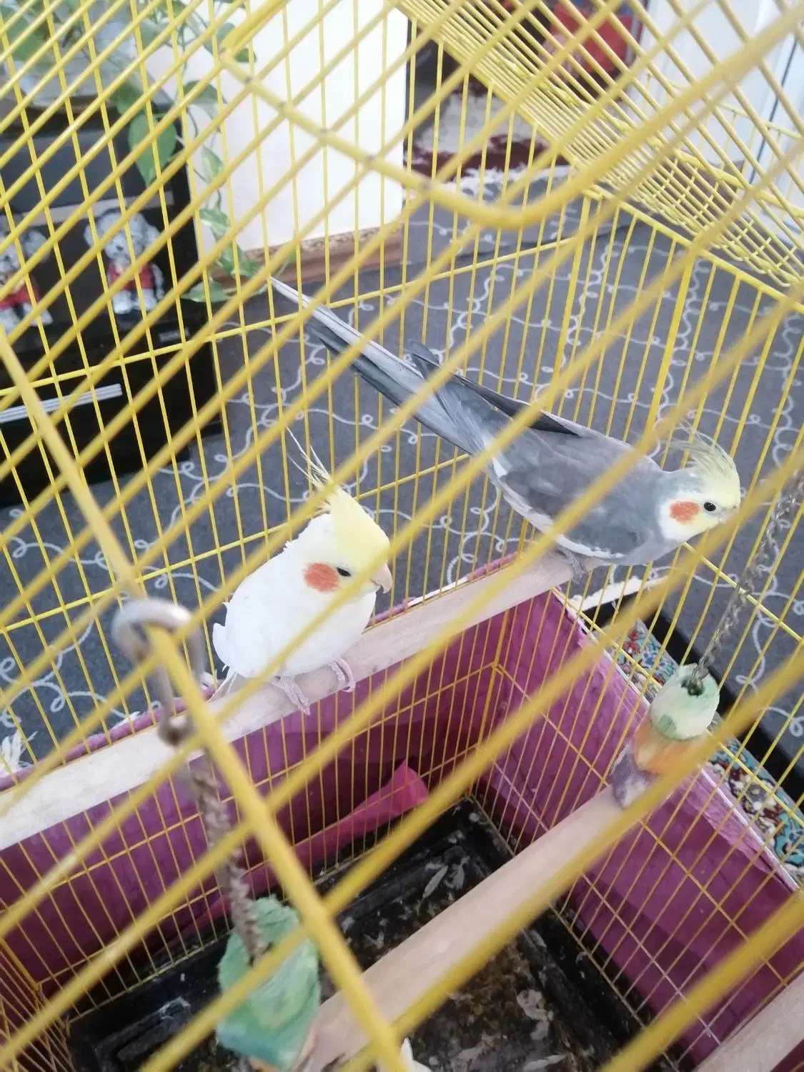 عروس هلندی|پرنده|شیراز, کوشک میدان|دیوار