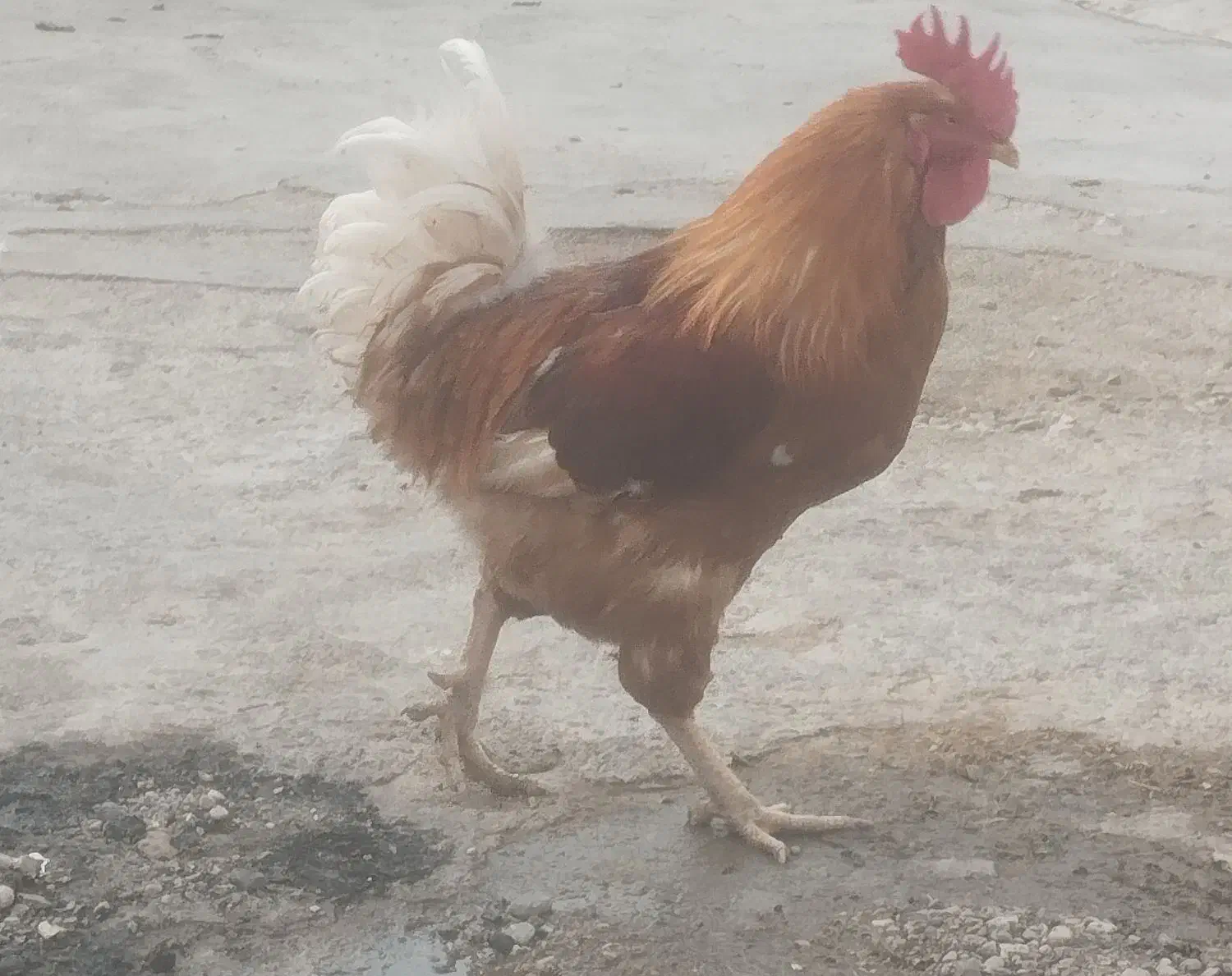 خروس|پرنده|باغ ملک, |دیوار