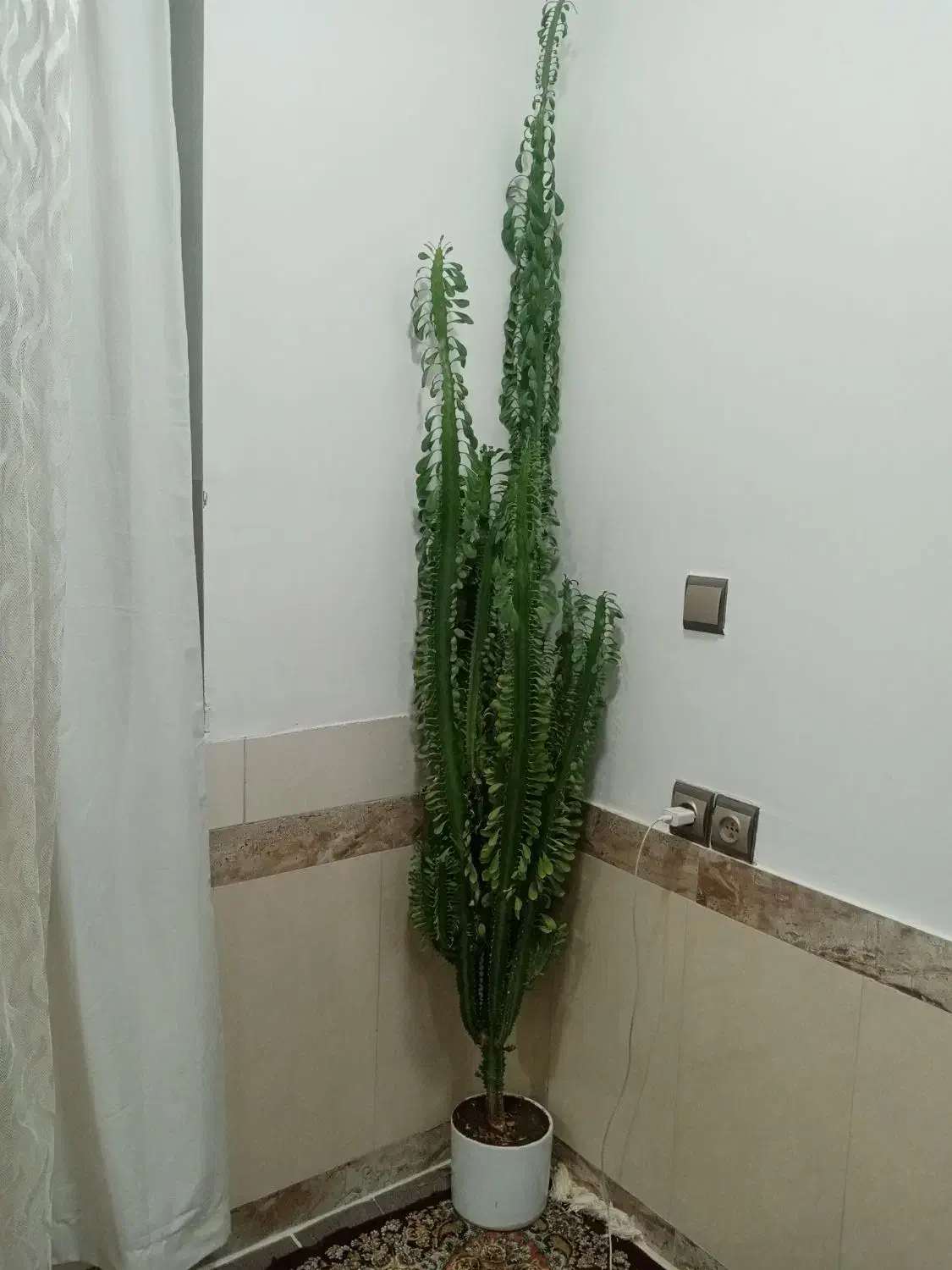 گل وگلدان|گل و گیاه طبیعی|بانه, |دیوار