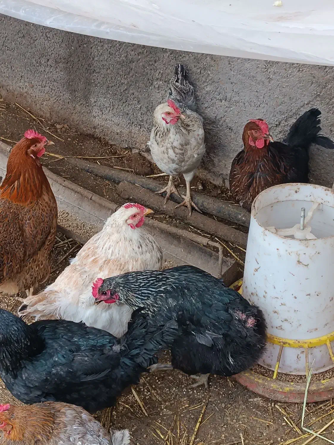 مرغ رسمی|حیوانات مزرعه|جوادآباد, |دیوار