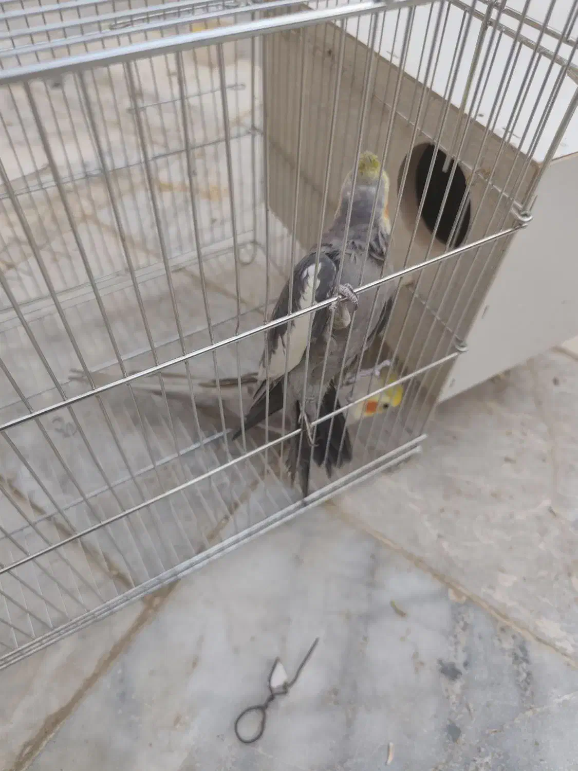 عروس هلندی  حراج|پرنده|سراوان, |دیوار