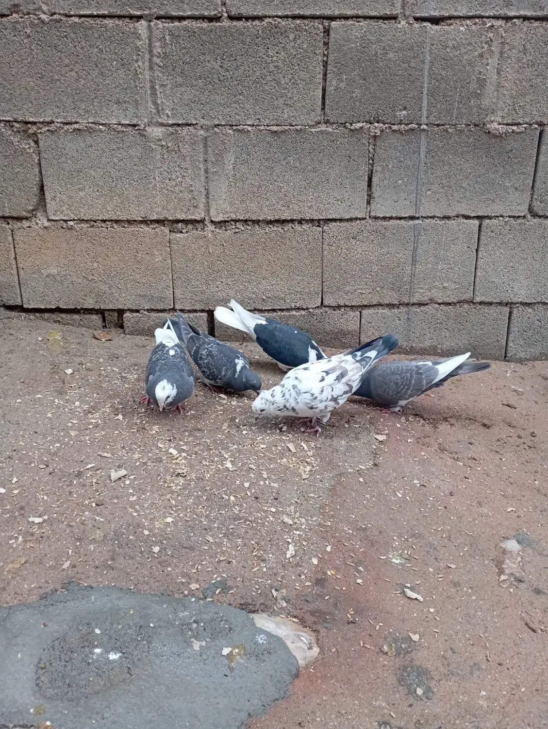 کبوتر|پرنده|اردل, |دیوار