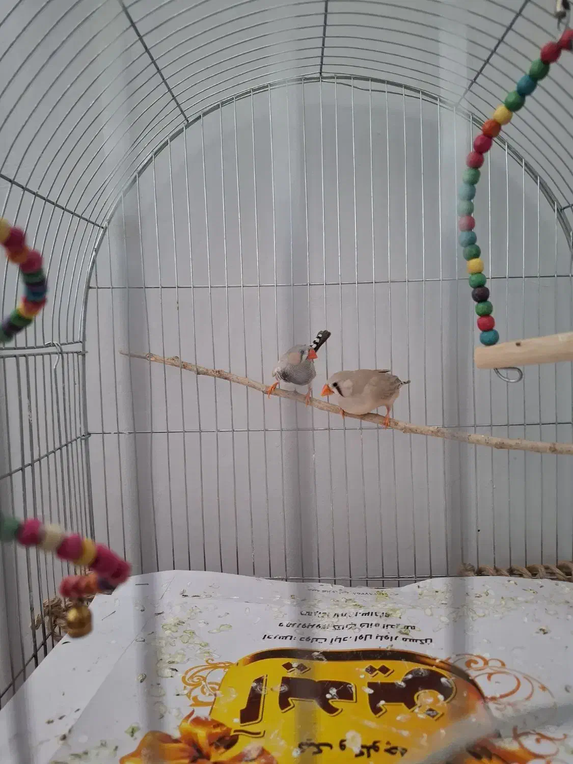 فنچ|پرنده|کرمانشاه, |دیوار