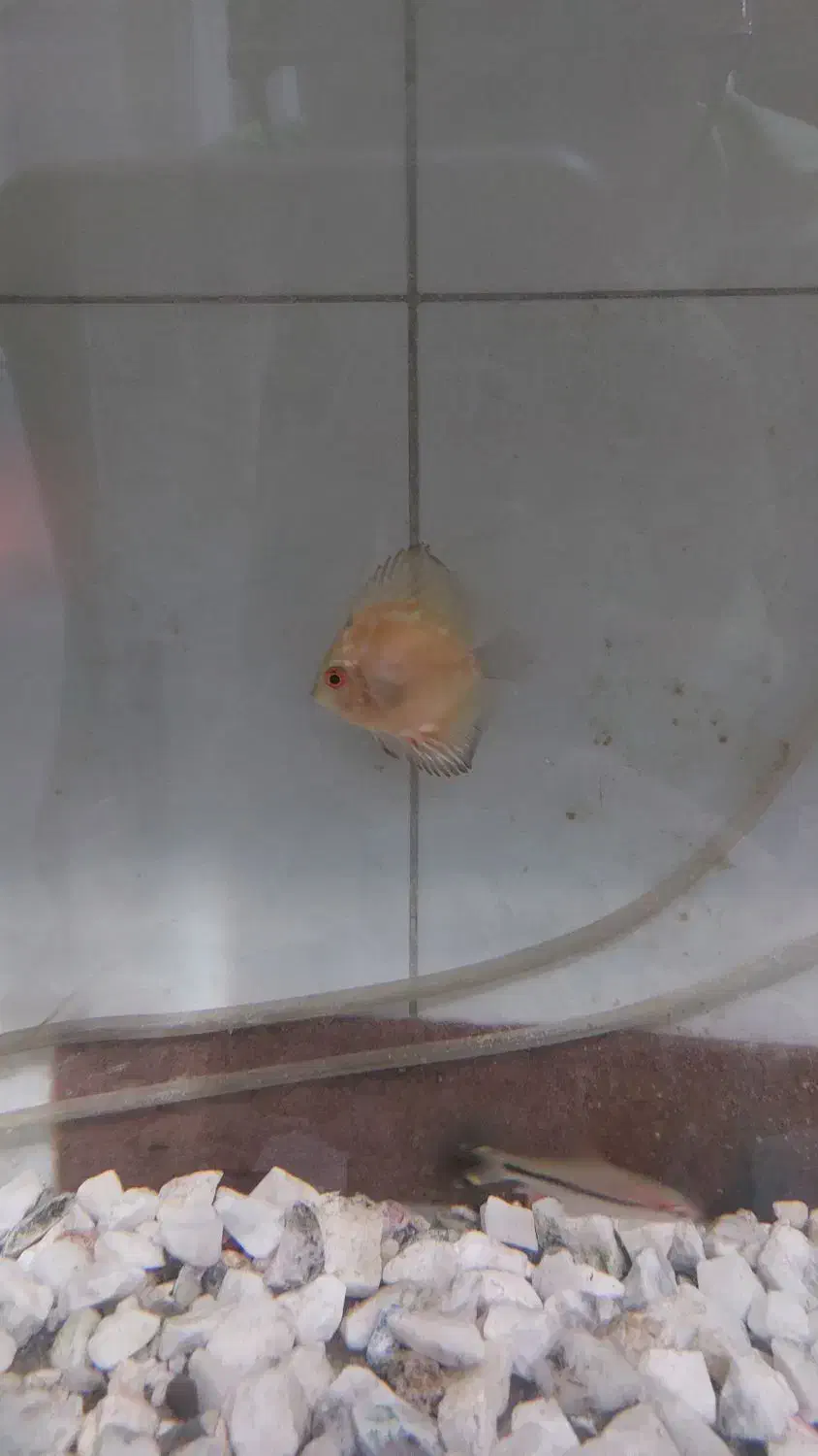 دیسکس|ماهی|قم, زنبیل آباد|دیوار