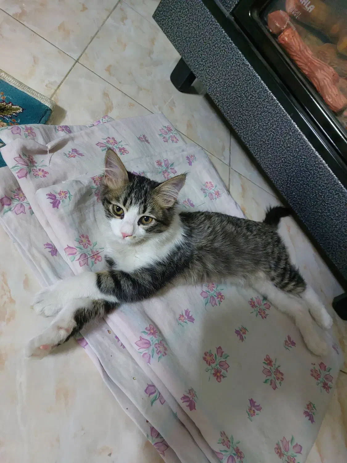 گربه|گربه|اسلامشهر, مسکن مهر اسلاشهر (شهرک امام خمینی)|دیوار