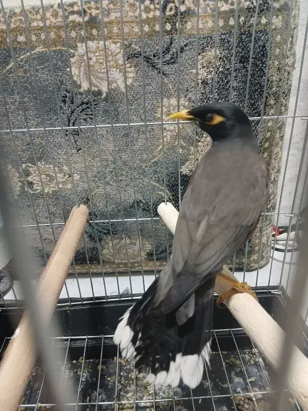 مرغ مینا|پرنده|پاکدشت, پاکدشت (مامازند)|دیوار