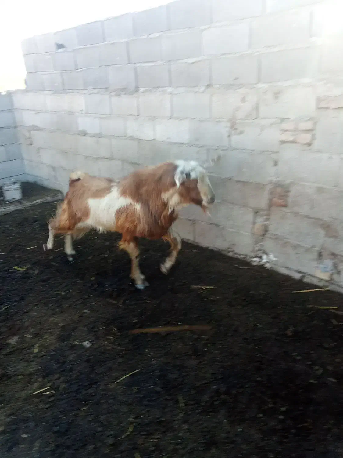 سلام دوستان تکه داشتی اگر کسی خواست در خدمتیم|حیوانات مزرعه|بهارستان, |دیوار